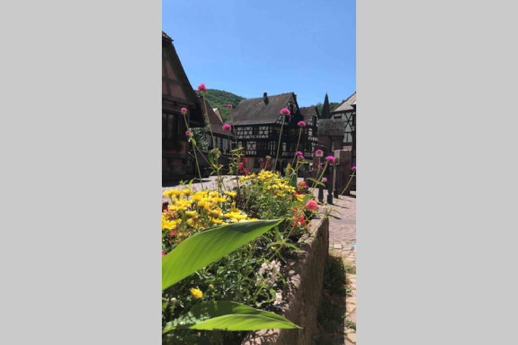 Apartament Coeur Alsace Colmar Zewnętrze zdjęcie